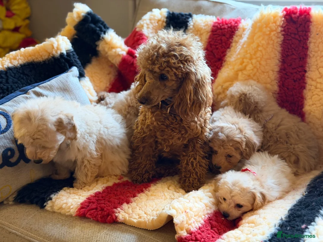 Poochon dogs for sale: Stunning litter of poochons ready now - Advert 29