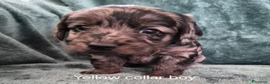 Labradoodle 2