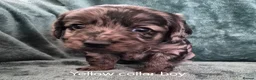 Labradoodle dogs for sale: Labradoodle pups F1B - Advert 5