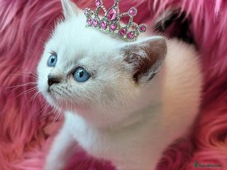 British Shorthair cats GOLDEN TABBY, WHITE COLOURPOINT BRITISH SHORTHAIR - Advert 4