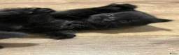 Mixed Breed cats for sale: Black fluffy male kitten - Advert 2