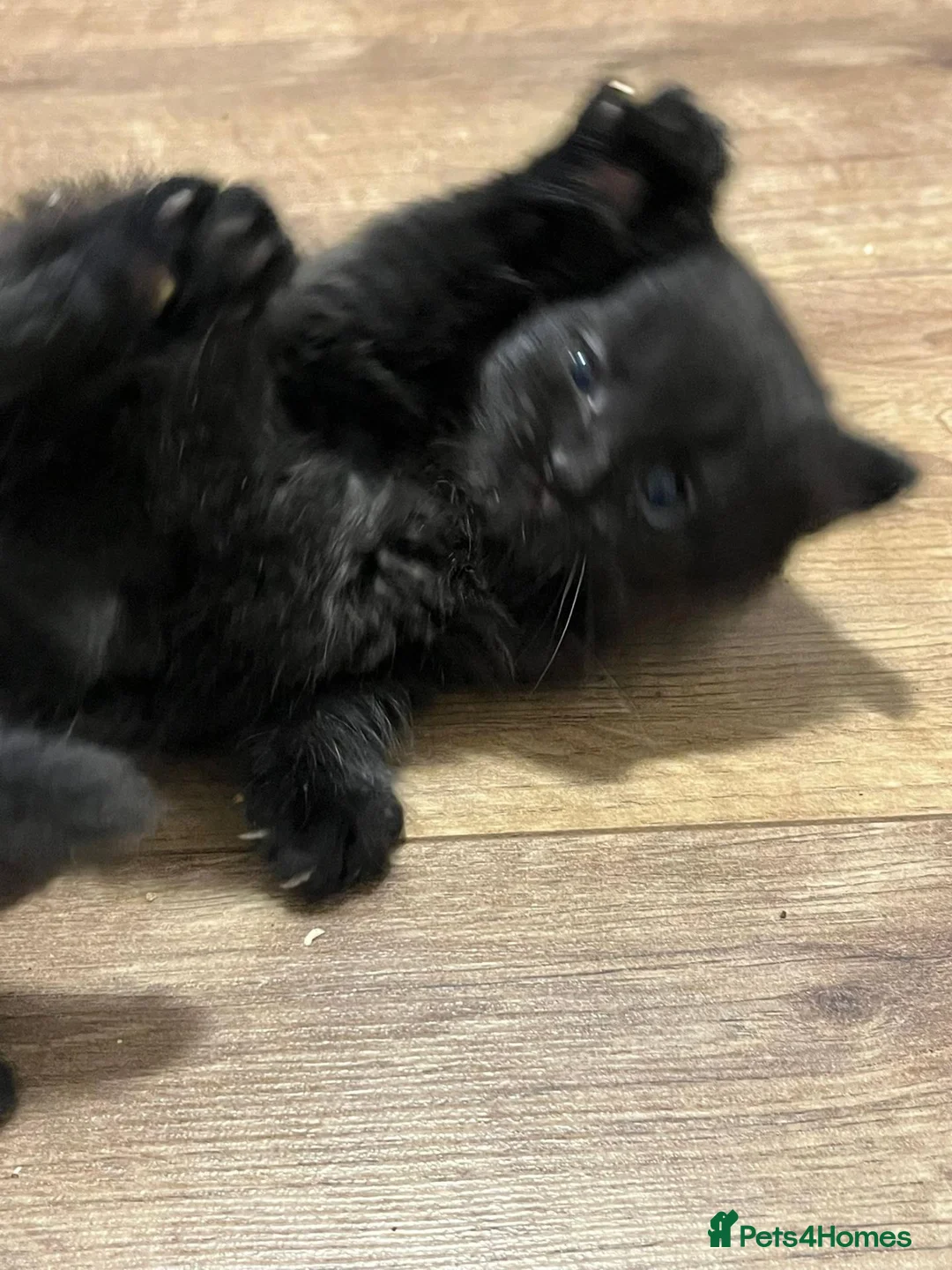 Mixed Breed cats for sale: Black fluffy male kitten - Advert 2
