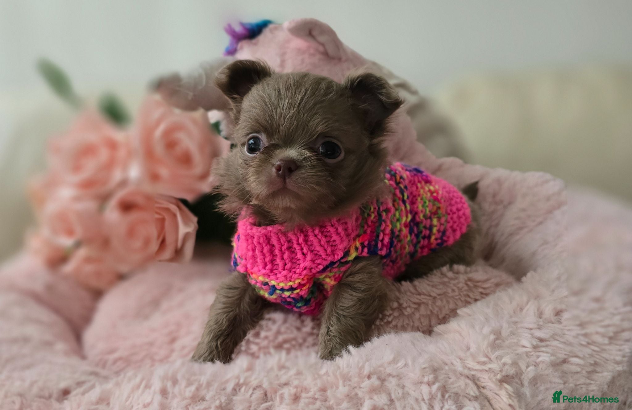 Chihuahua dogs Xx stunning Quality Kc Lilac Puppies Xx - Advert 1