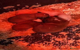 Boxer dogs for sale: READY TO GO Bobbed Tailed Boxers  - Advert 7