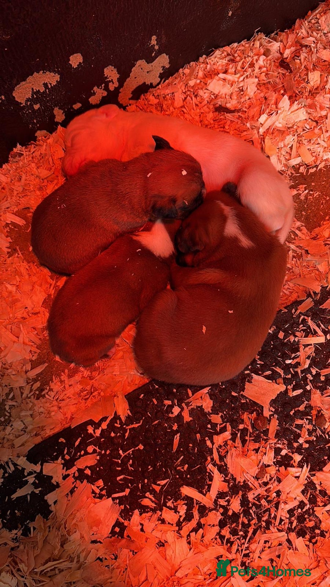 Boxer dogs for sale: READY TO GO Bobbed Tailed Boxers  - Advert 7