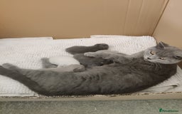 British Shorthair cats for sale: Two remaining British blue shorthair kittens  - Image 16