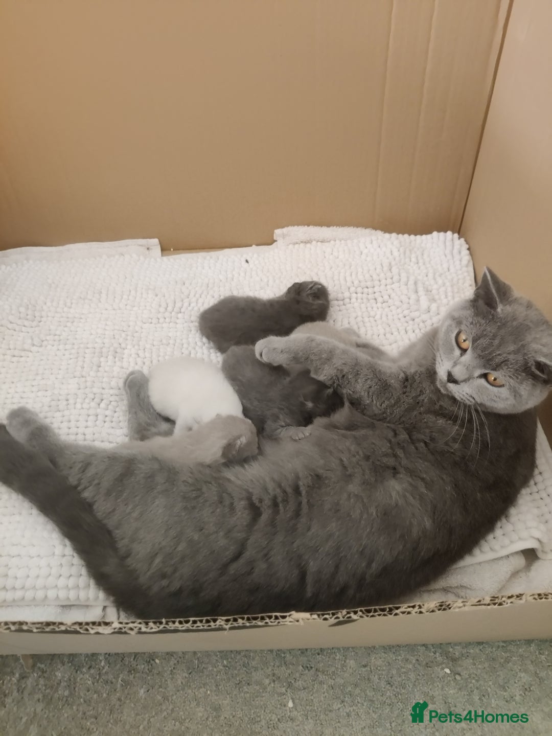 British Shorthair cats for sale: Two remaining British blue shorthair kittens  - Image 16