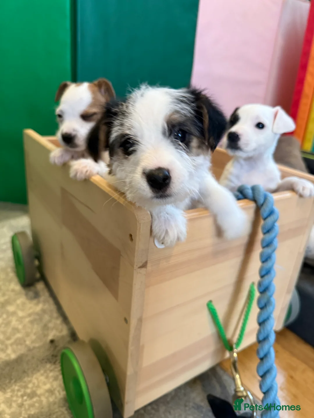 Parson Russell dogs for sale: Parson Russell Terrier - Advert 1