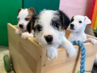 Parson Russell dogs Parson Russell Terrier - Advert 6