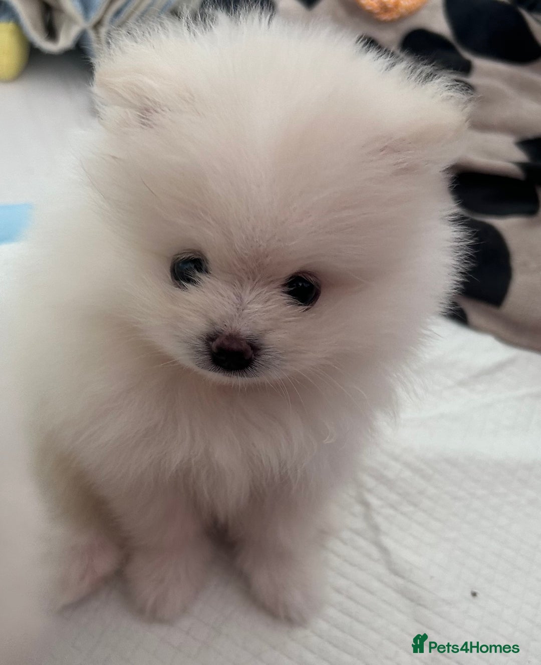 Pomeranian dogs for sale: Adorable White Teddy-Bear Pom Puppies! - Image 28