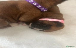 Boxer dogs for sale: Stunning Kc Boxer Puppies - Image 2