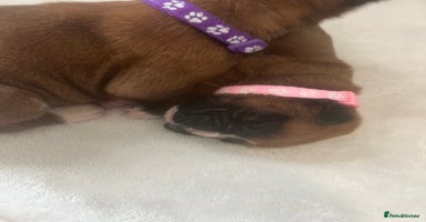 Boxer dogs - Advert 3