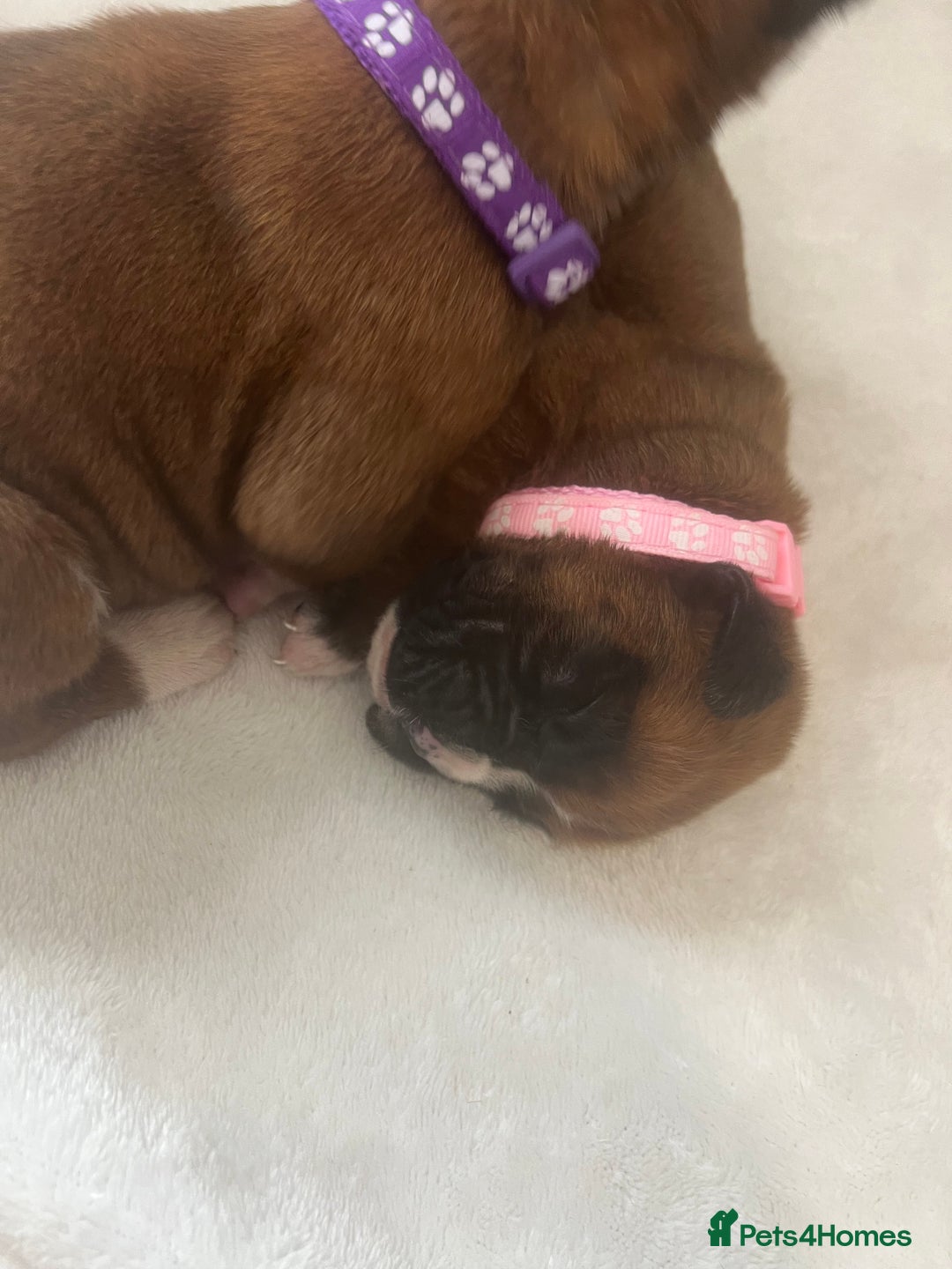 Boxer dogs for sale: Stunning Kc Boxer Puppies - Image 2