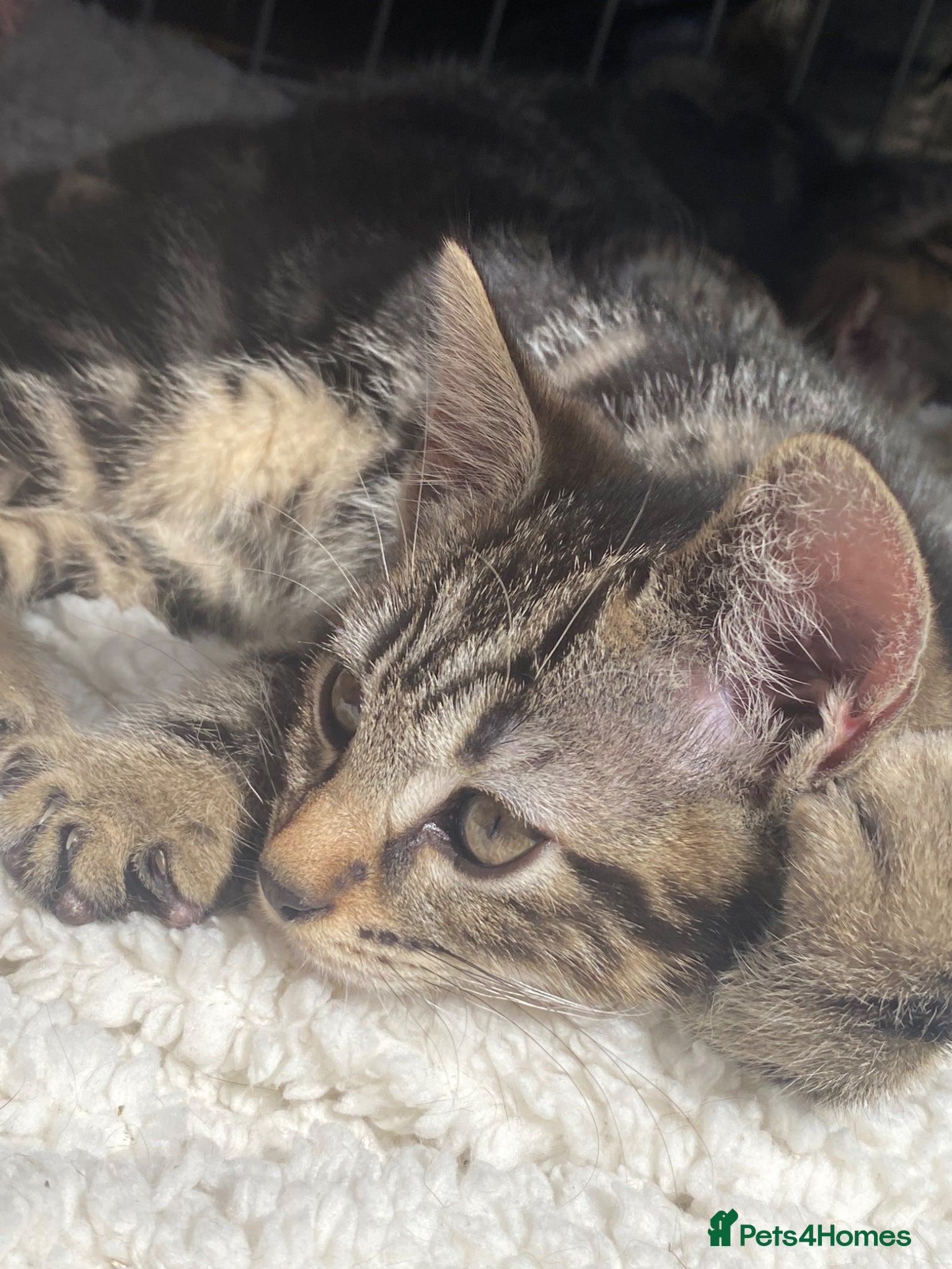 Bengal cats  Bengal babies, ready to go! ❤️🏡 - Advert 4