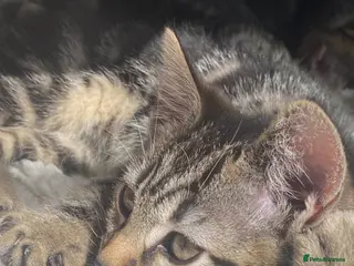Bengal cats Bengal babies, ready to go! ❤️🏡 - Advert 17