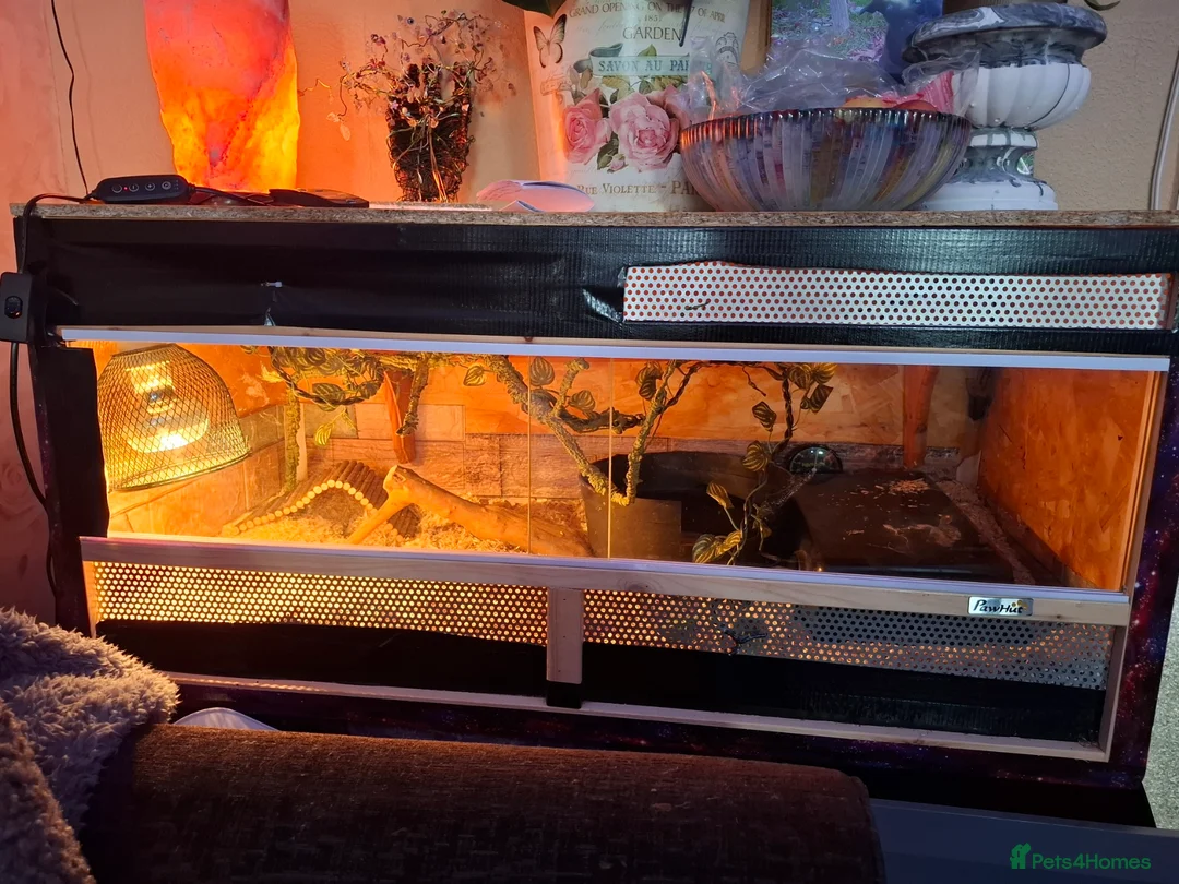 Python Snake reptiles for sale: royal python 'Bert' in Fareham - Advert 5