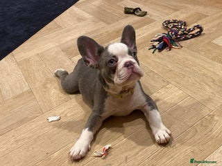 French Bulldog dogs Last 2- French bulldogs - Advert 4