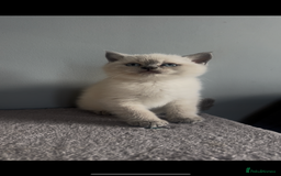 British Shorthair cats for sale: Exceptional GCCF Colourpointed British shorthaired in Ingatestone - Image 16