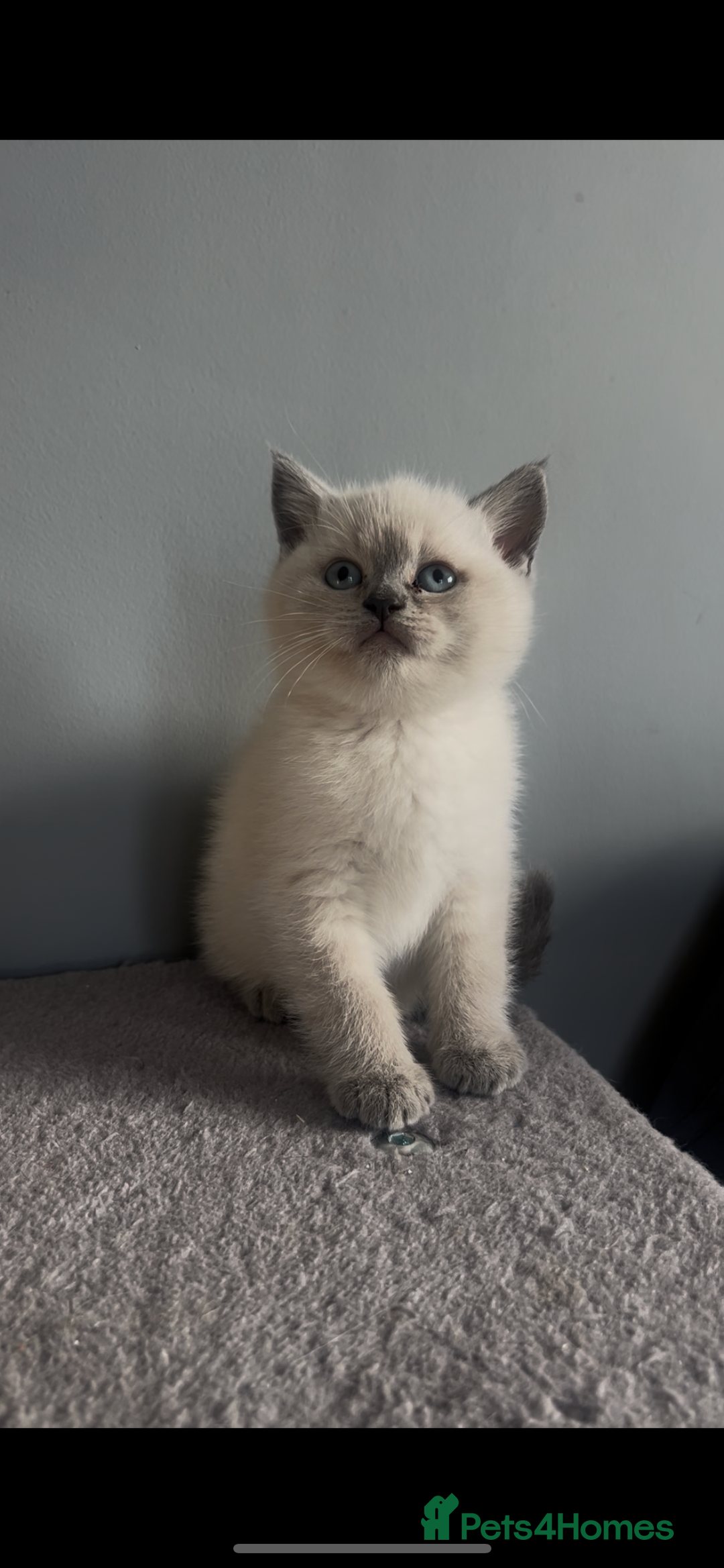British Shorthair cats for sale: Exceptional GCCF Colourpointed British shorthaired in Ingatestone - Image 16