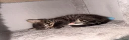Bengal cats for sale: Beautiful half Bengal x kittens  in Manchester - Advert 13
