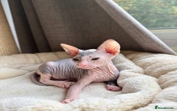Sphynx cats for sale: Don Sphynx Kittens - Image 32