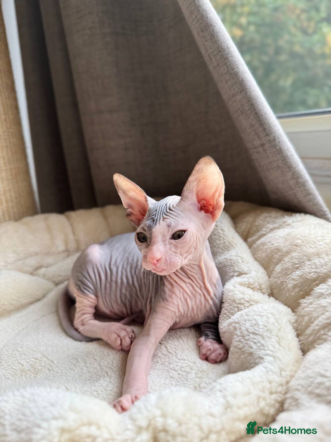 Sphynx cats for sale: Don Sphynx Kittens - Image 32