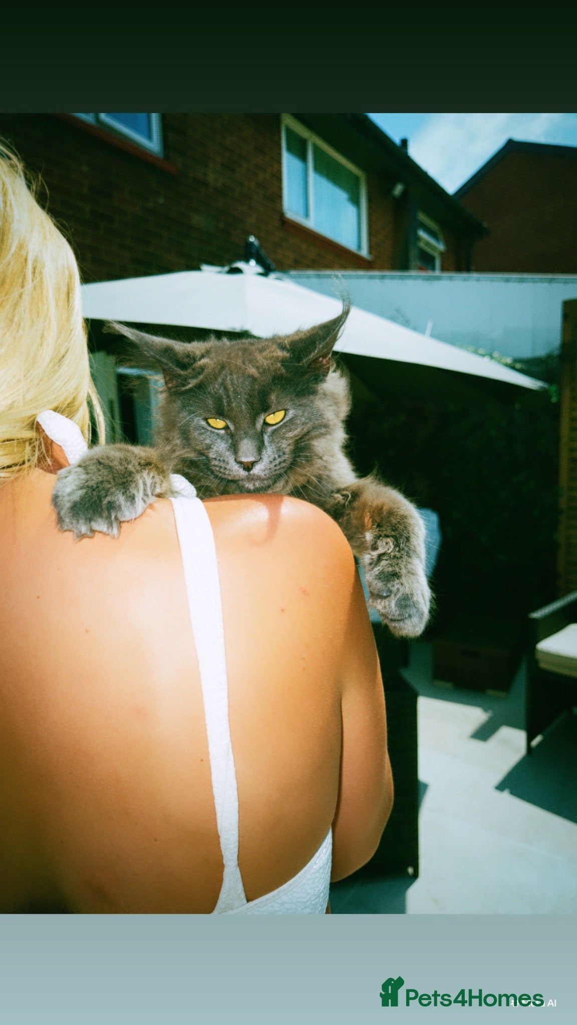 Maine Coon cats Super size mainecoon kitten  - Advert 4