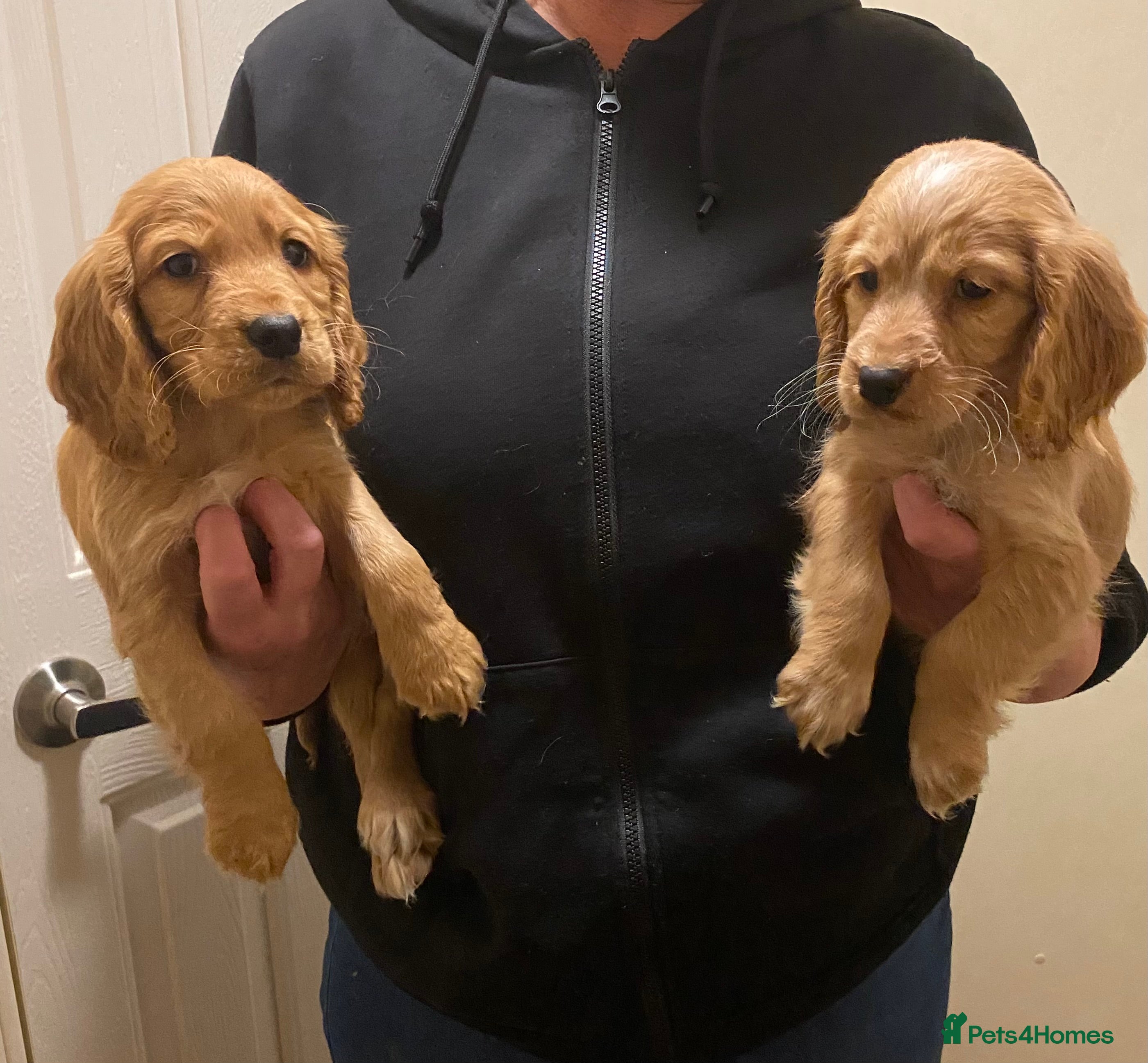 Cocker Spaniel dogs Beautiful cocker spaniel’s for sale - Advert 1