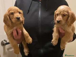 Cocker Spaniel dogs Beautiful cocker spaniel’s for sale - Advert 1