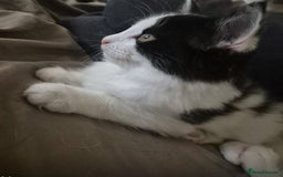 British Longhair cats for adoption: We have 3 rescue kittens searching for a family  - Image 1