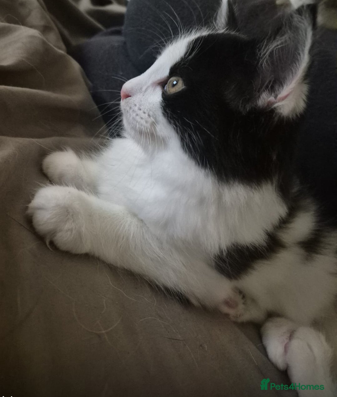 British Longhair cats for adoption: We have 3 rescue kittens searching for a family  - Image 1