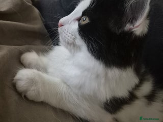 British Longhair cats We have 3 rescue kittens searching for a family - Advert 6