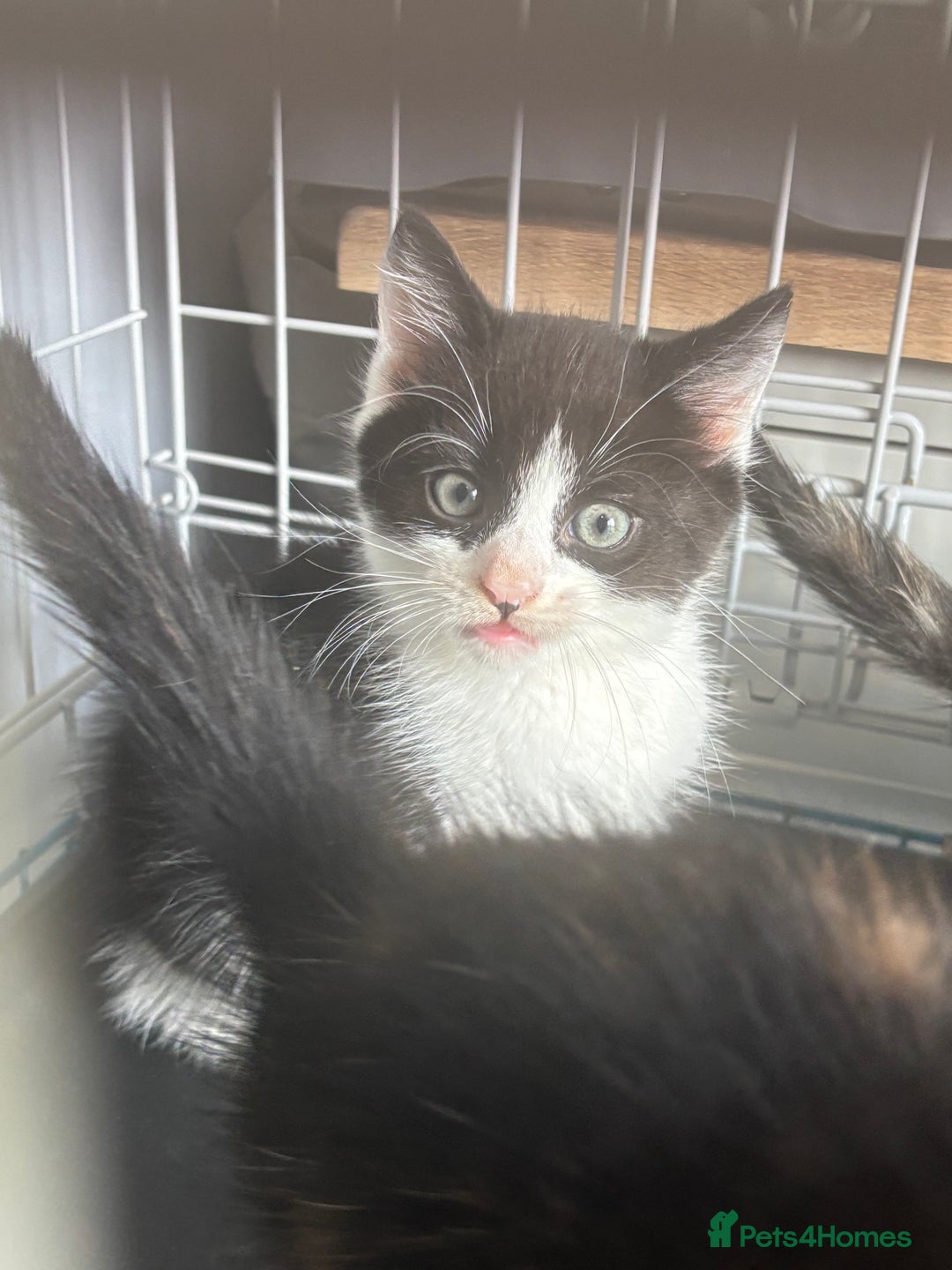 Mixed Breed cats for sale: British short haired / bengal kittens  - Image 3