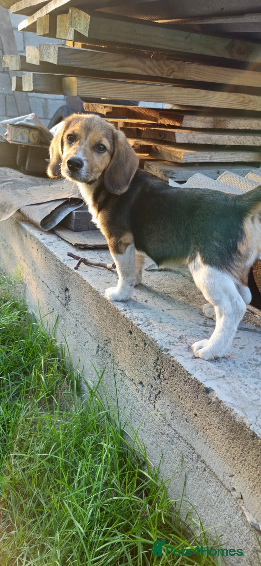 Beagle dogs for adoption: 💙🐶 ELVIS 🐶💙 - Image 13