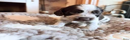 Cocker Spaniel dogs for sale: KC  Show cocker spaniel pups - Advert 22