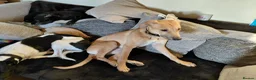 Lurcher dogs for sale: Large breed lurcher - Advert 8