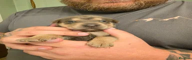 Mixed Breed 10