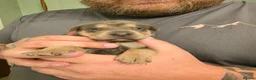 Mixed Breed dogs for sale: 🦮 🐕‍🦺 Stunning puppies 🦮🐕‍🦺 - Advert 23
