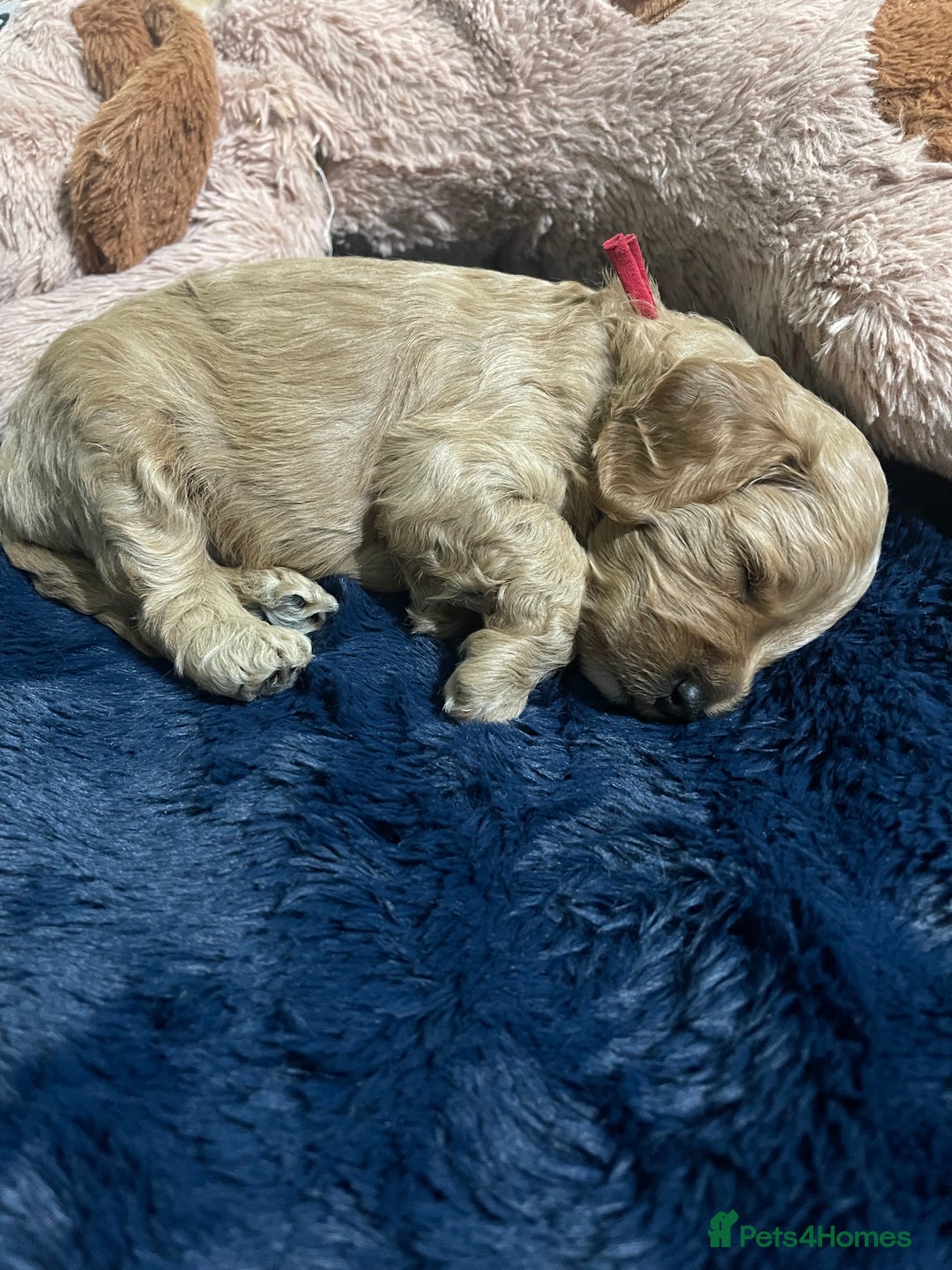 Cockapoo dogs for sale: Adorable cockapoo puppies for sale - Advert 10