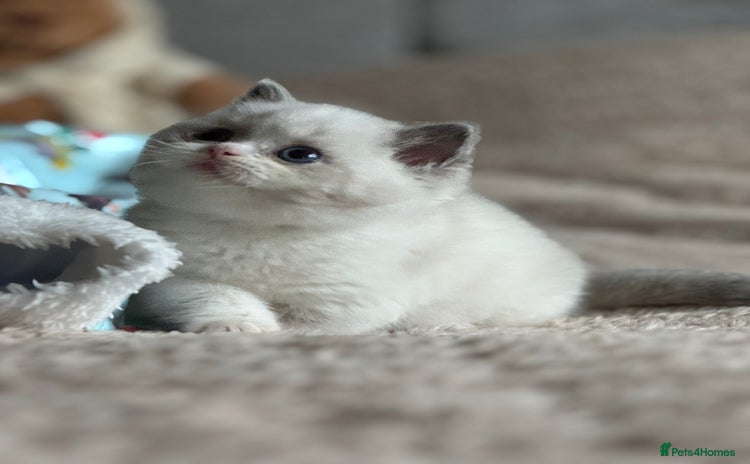 British Shorthair cats - Advert 2