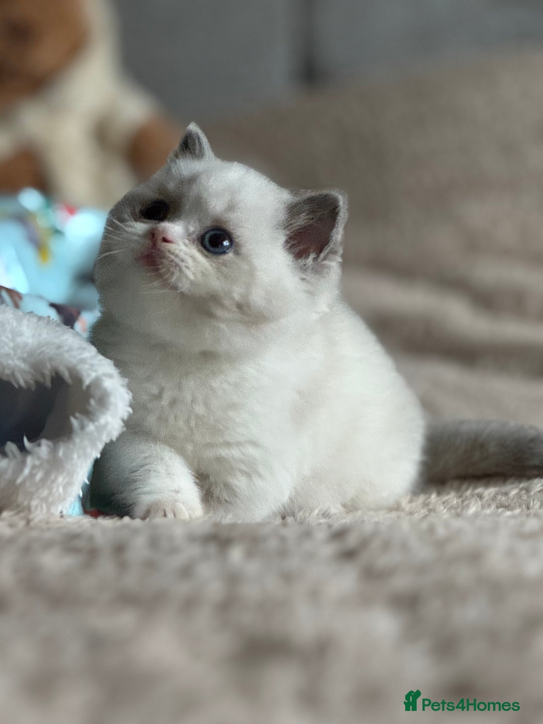 British Shorthair cats for sale: Lilac tortie bi colour point F ( ready 20 .12) - Image 1