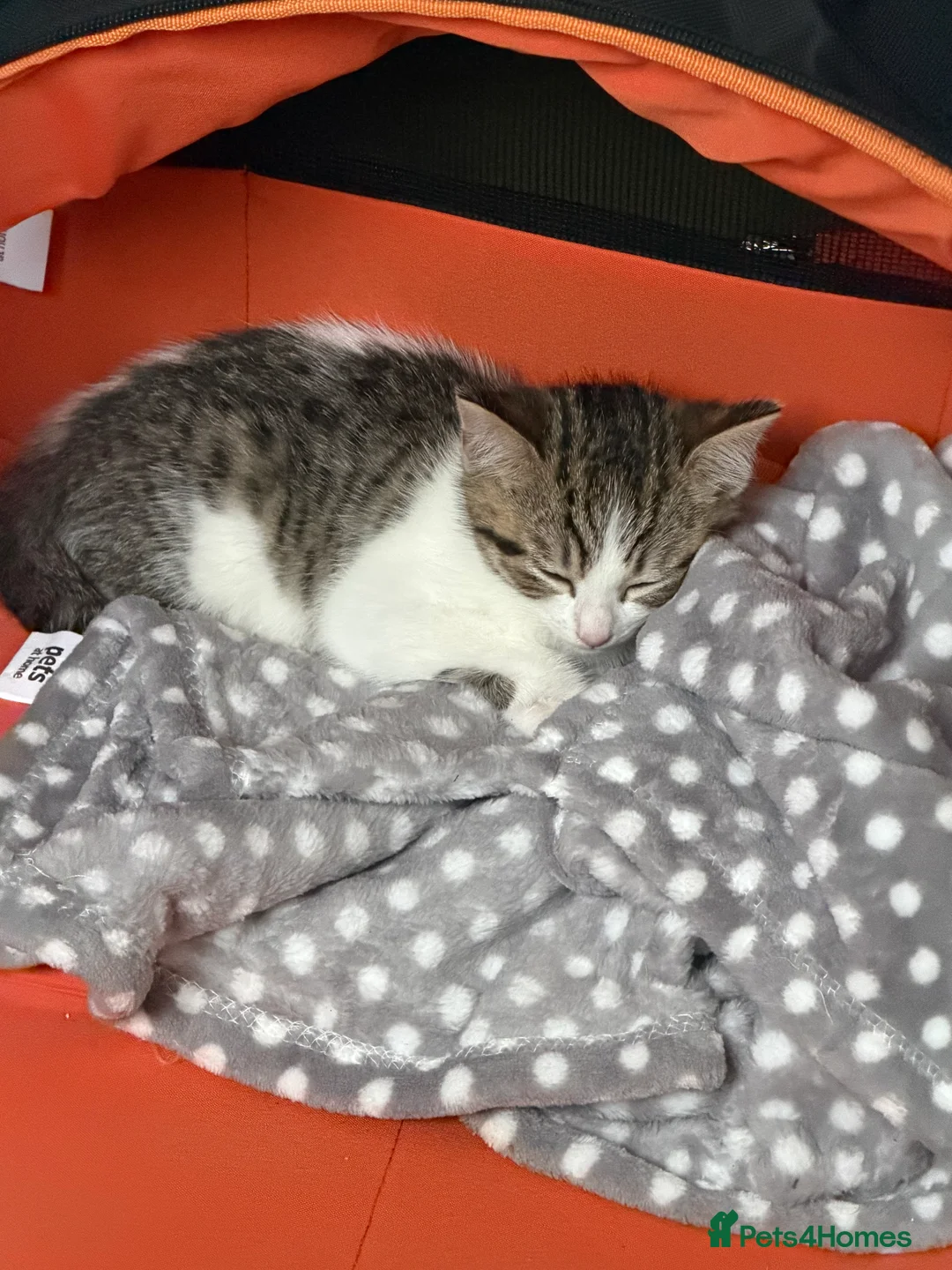 Mixed Breed cats for sale: Kitten needs a new home - Advert 3