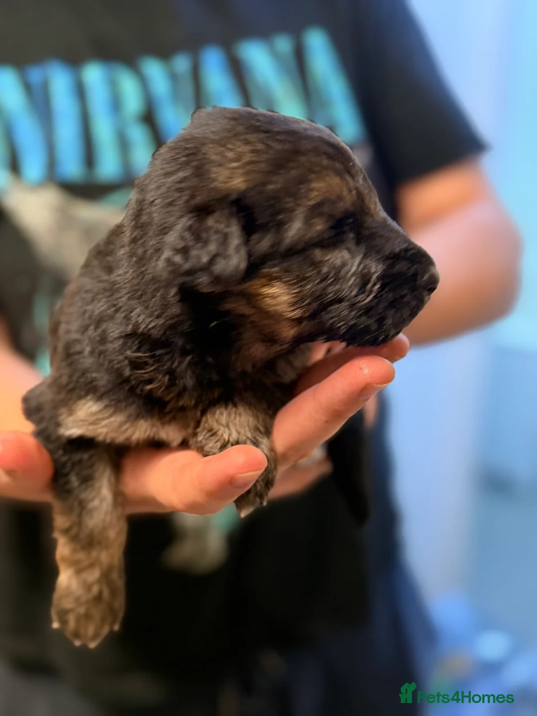 German Shepherd dogs for sale: 🐾 KC Registered German Shepherd Puppies 🐾 - Advert 2