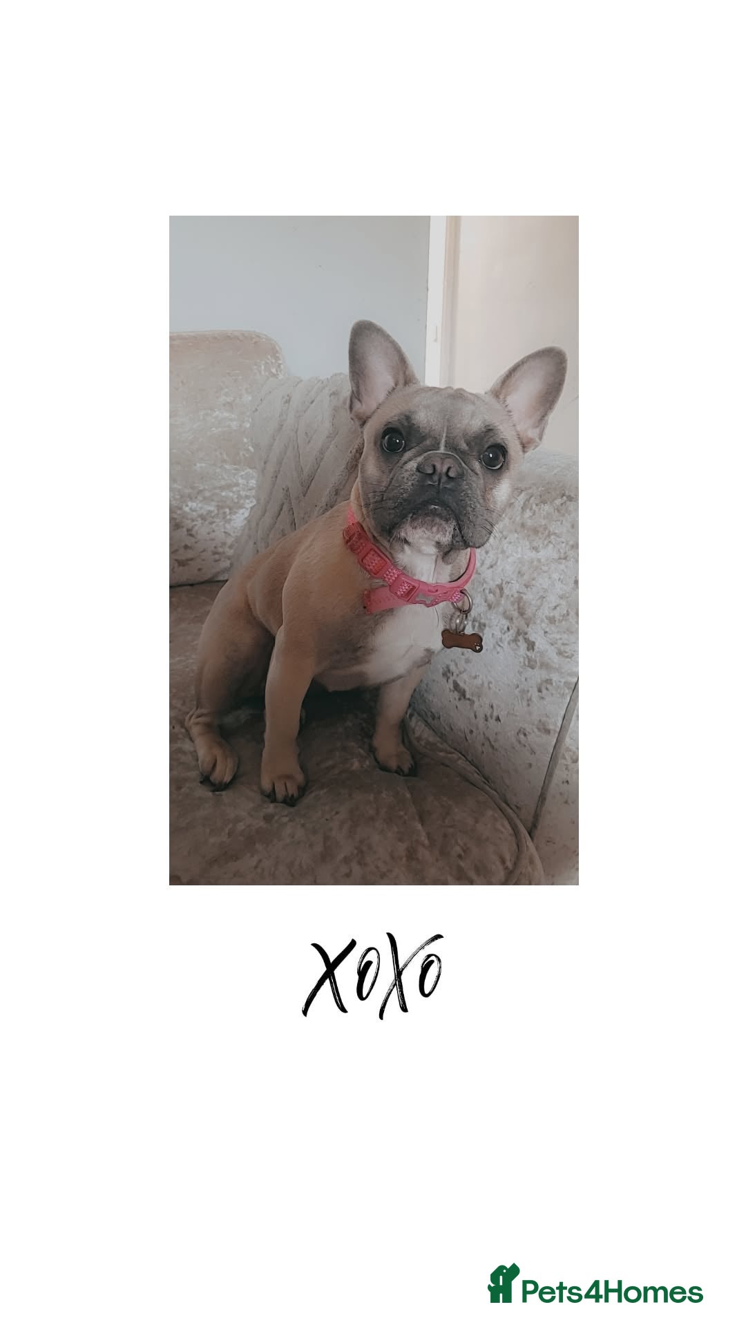 French Bulldog dogs for sale: Female French bulldog - Advert 3