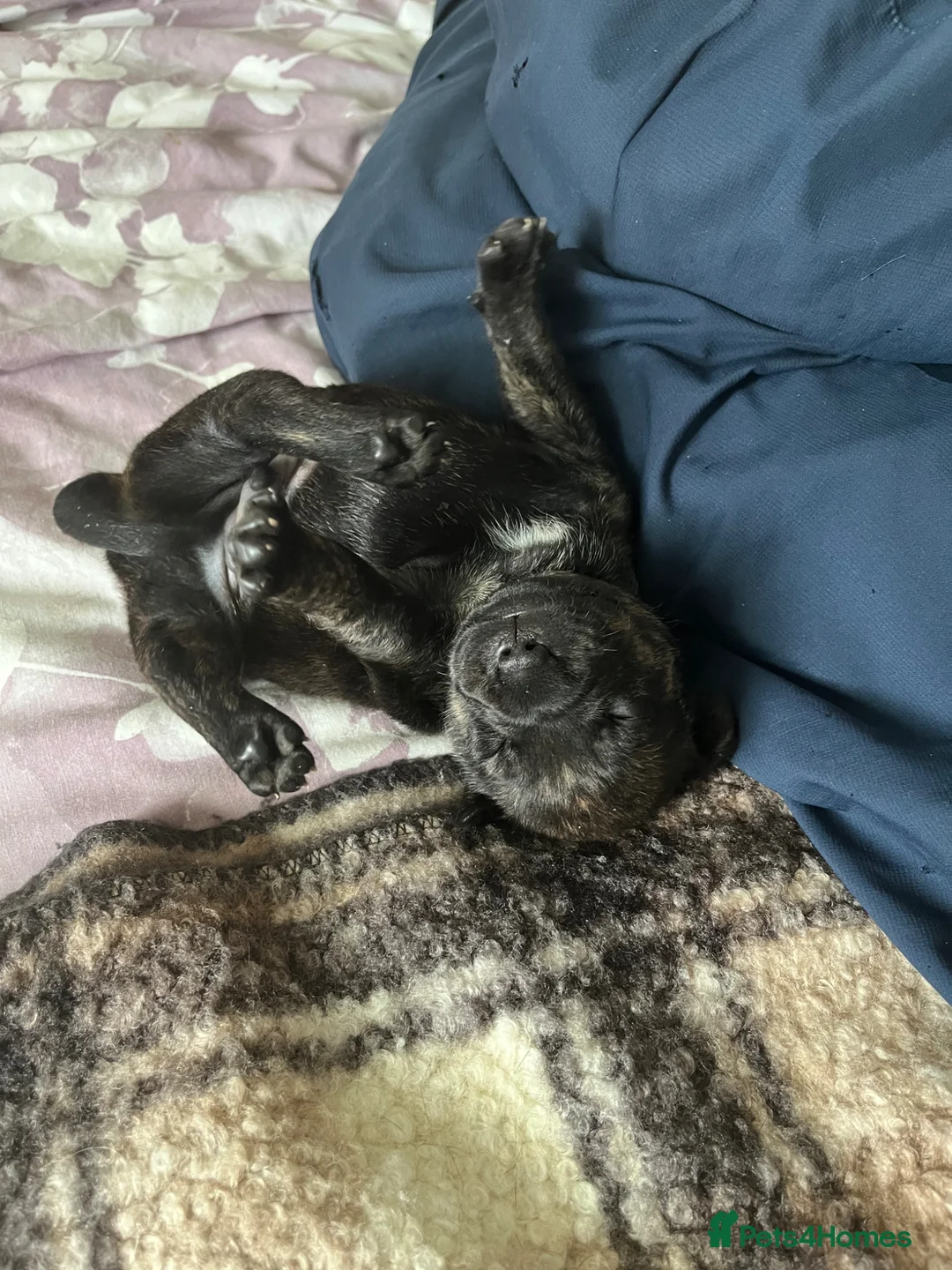 Mixed Breed dogs for sale: Staffordshire Sausage Puppies in Farnborough - Advert 2