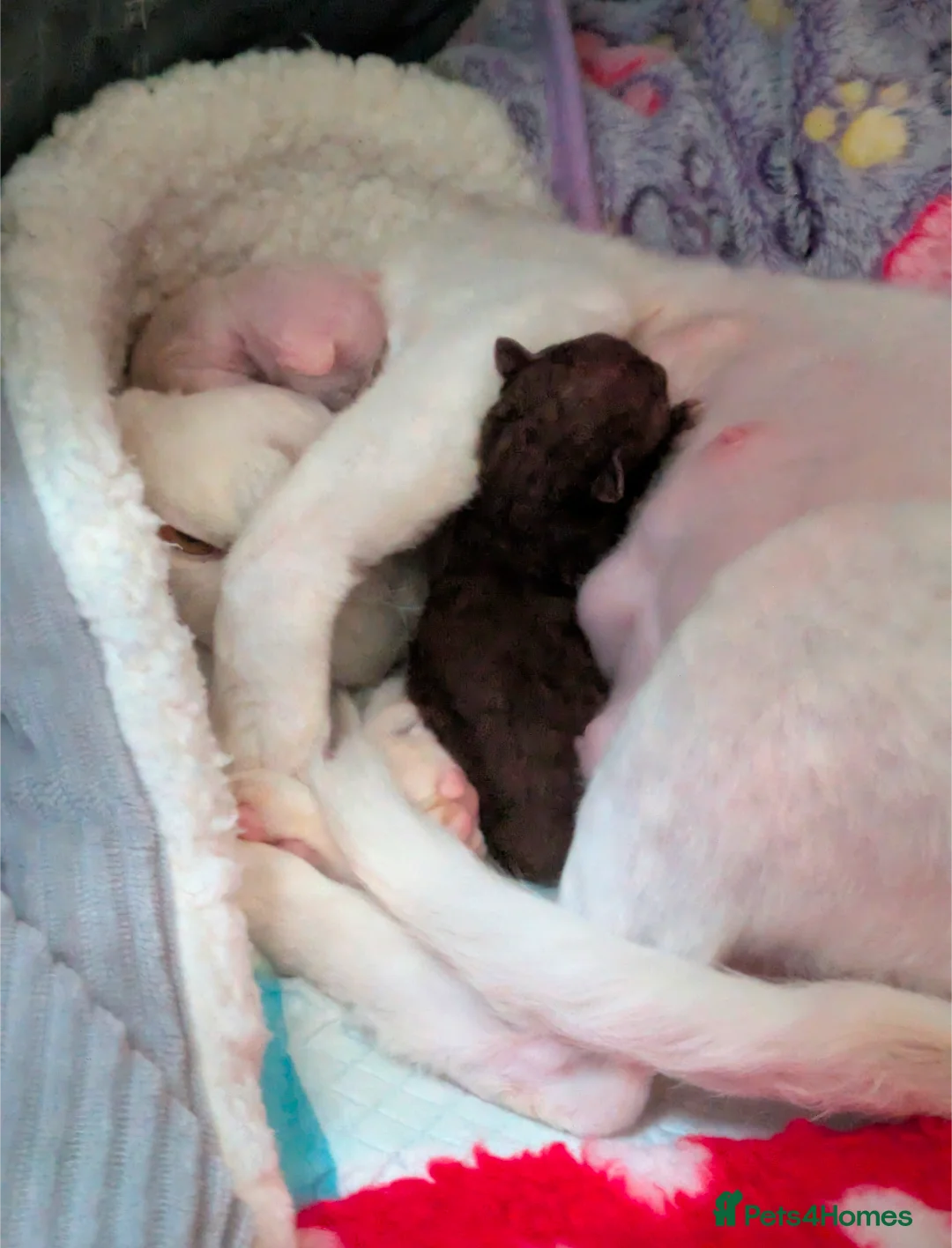 Devon Rex cats for sale: Two of the most beautiful Devon rex kittens  - Advert 2