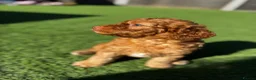 Cavapoo dogs for sale: Beautiful Red F1b Cavapoo - Viewings now welcome - Advert 17