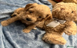 Cockapoo dogs for sale: Beautiful litter of cockapoos - Image 21