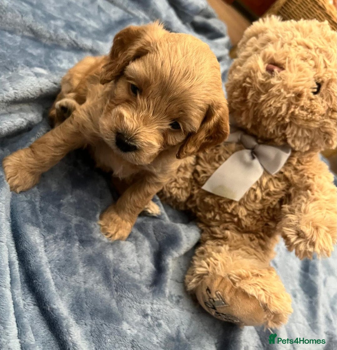Cockapoo dogs for sale: Beautiful litter of cockapoos - Image 21