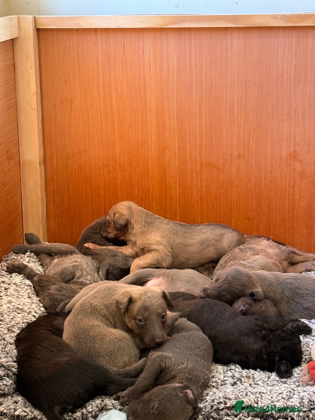Mixed Breed dogs for sale: Bedlington whippet puppies  - Advert 10